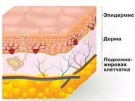 строение кожи человека