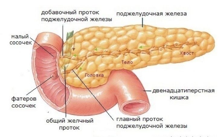 анатомическое строение поджелудочной железы