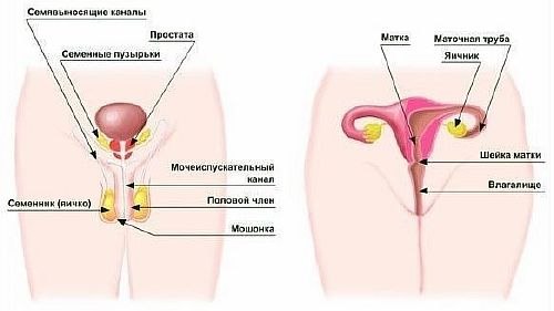 половая система человека