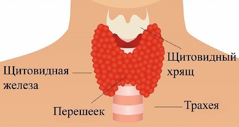 строение щитовидной железы