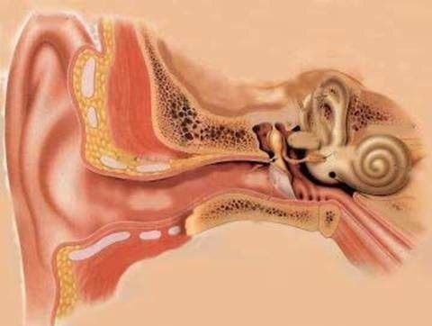 строение наружного и внутреннего уха
